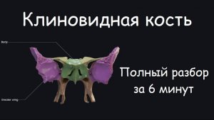 КЛИНОВИДНАЯ КОСТЬ ЗА 6 МИНУТ