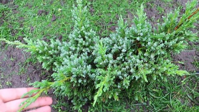 63 СОРТА МОЖЖЕВЕЛЬНИКА В 🌲МОЖЖЕВЕЛОВОМ САДУ🌲. 14.10.2024г. БЕЛАРУСЬ, ГОМЕЛЬСКАЯ ОБЛАСТЬ