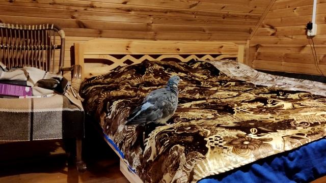 АНАСТАСИЯ. Вяхирь и зима в посёлке смотреть онлайн