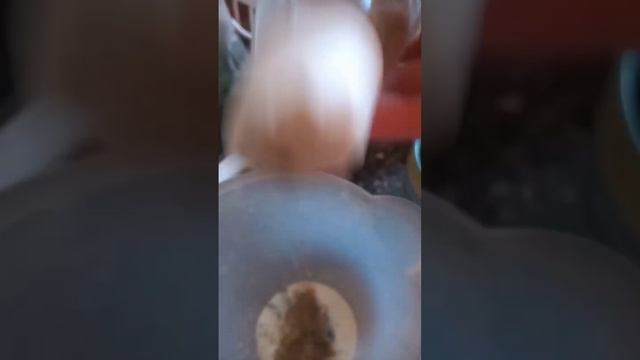 cómo hacer lactonesa смотреть онлайн