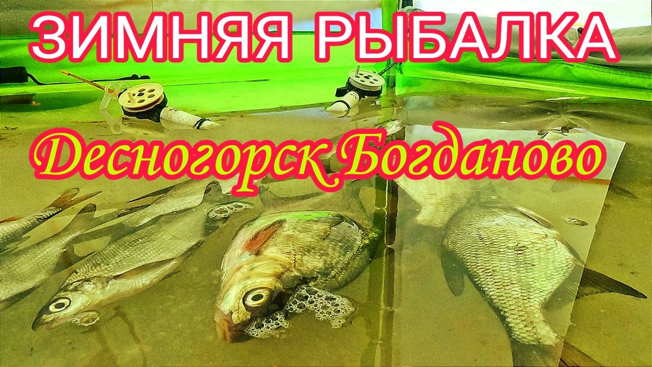 ЗИМНЯЯ РЫБАЛКА В ДЕСНОГОРСКЕ. БОГДАНОВО!!! ЛЕЩ ПРЁТ НА УРА! РЫБАЛКА С НОЧЁВКОЙ! ТОНКИЙ ЛЁД!