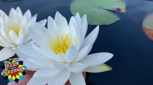 Нимфея North star (Северная звезда) кувшинка, waterlily, водные растения, пруд