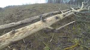 Рога лося