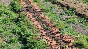 Осень убираю морковку. Хранение на зиму