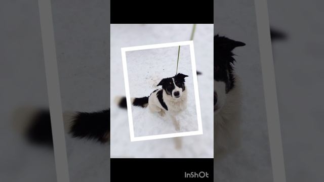 Патрик ищет дом и любящего хозяина! 🏡🐶