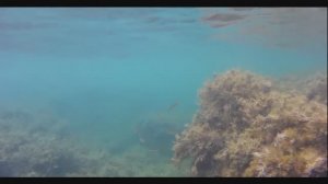 Подводный мир Черного моря любительской съемкой. Пляж скала Киселева.