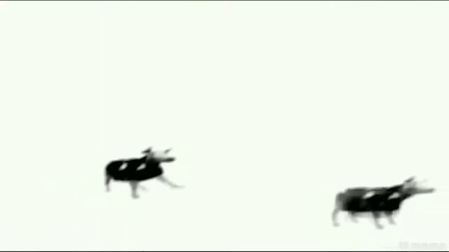 курица сыр ананас это бит качает вас смотреть онлайн