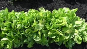 Салат БЕРЛИНСКИЙ ЖЕЛТЫЙ