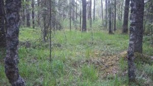 глухарята на выпасе