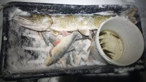 Первая рыбалка 2025 года \ Поймал Новогоднюю мамку \ Рекордный улов зимнего сезона