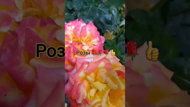 Розы #живунаюге #своятема #краснодарскийкрай #кубань #белореченскийрайон #белореченск