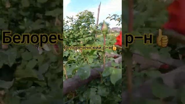 05.05. 24 Белореченский р-н#розы #живунаюге #краснодарскийкрай #кубань #сад #своятема