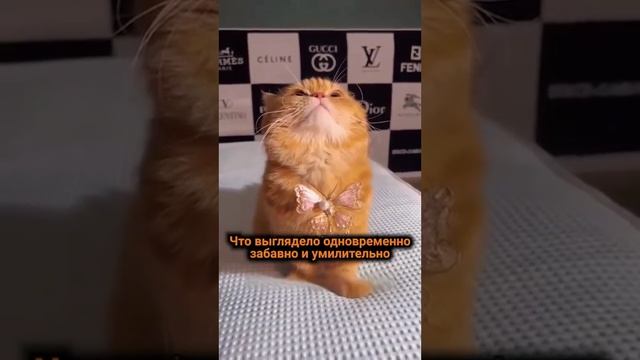 КОТИК МОДЕЛЬ ДЛЯ ДЕМОНСТРАЦИИ УКРАШЕНИЙ