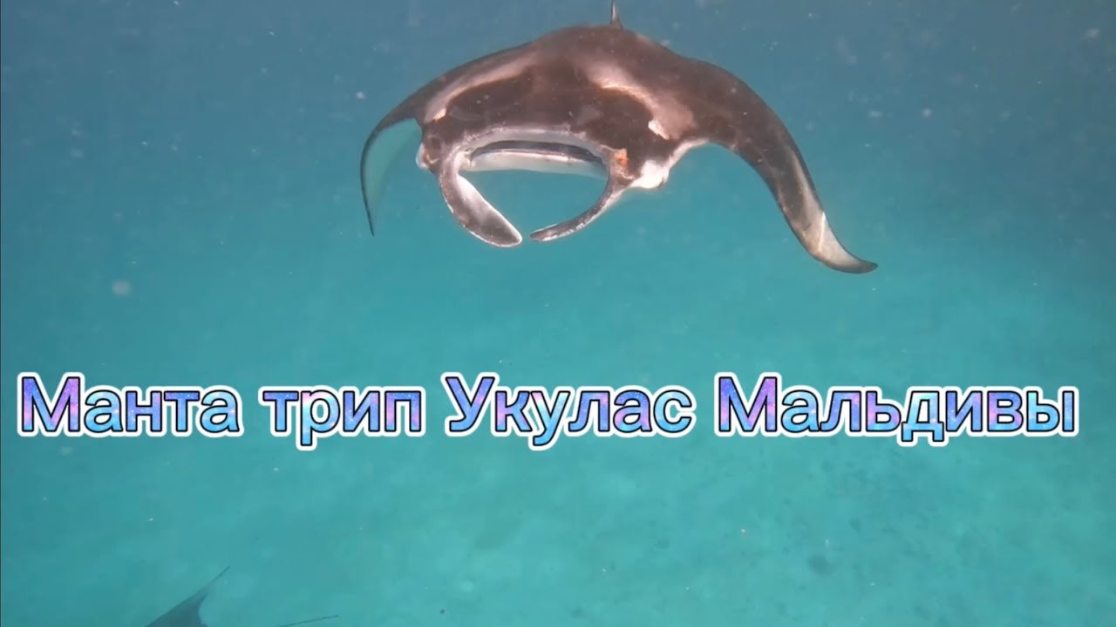 Мальдивы. Укулас, Манта трип 2023. смотреть онлайн