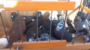 Ярмарка голубей в Курске 09.03.2024 часть 1