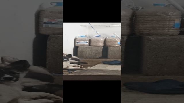 Подобрали двух приемышей #Анапа