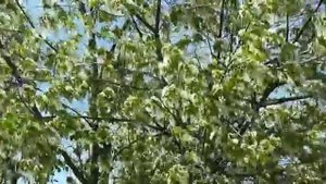 Весеннее танго