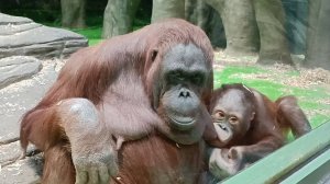 Борнейские орангутаны мама Личана с сыночком Джелаем.