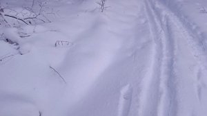 лыжная прогулка 6.01.25.mp4