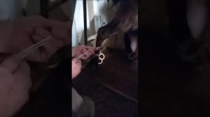 Зимнее содержание коз