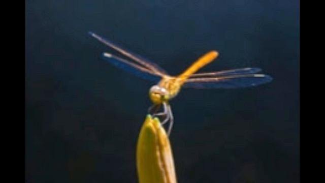 What Does a Dragonfly Symbolize You'd Be Stunned to Know