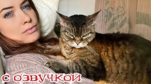 Приколы с котами!! С ОЗВУЧКОЙ! - Смешные коты и собаки!! - САМЫЕ СМЕШНЫЕ ЖИВОТНЫЕ!!