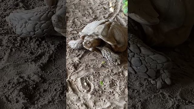 Большая черепаха!Big tortilla! #youtubeshorts смотреть онлайн