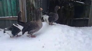 Комогорские гуси..Михаила Сипача из Россий.