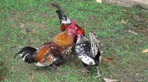 Live rooster statue (живые петухи-статуи)