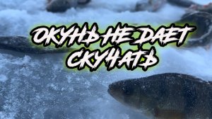 Рыбалка зимой. Одна лунка, а столько окуней. Жерлицы стреляют друг за другом.