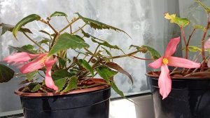 Бегония Боливийская Босса Нова Пинк Глоу(Begonia Boliviensis Bossa Nova Pink Glow)