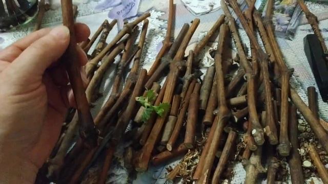 Виноград. Укоренение черенков .Как сохранить силы для корней смотреть онлайн