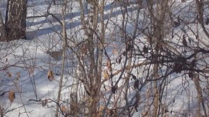 Рябчик на току,весна!