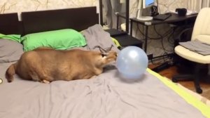 Шлёпа лопает шарик