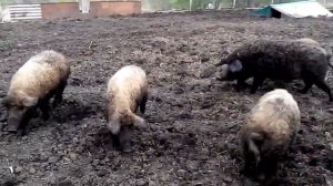 Венгерская мангалица