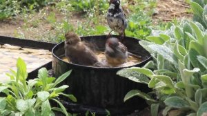 Как купаются воробьи / Sparrows bathe