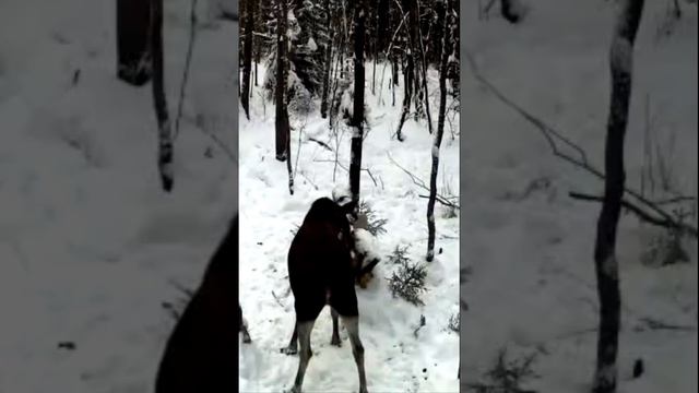 Камера видеонаблюдения зафиксировала несколько лосей у Киржача