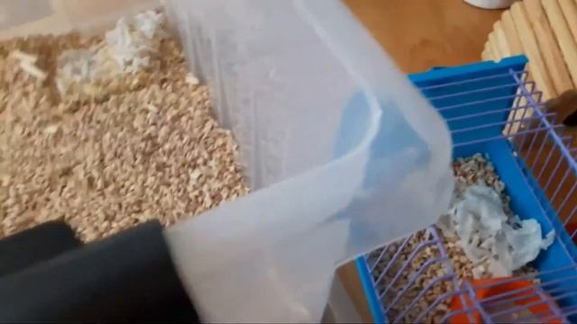 Убираемся в клетке хомяка | ns life pets смотреть онлайн