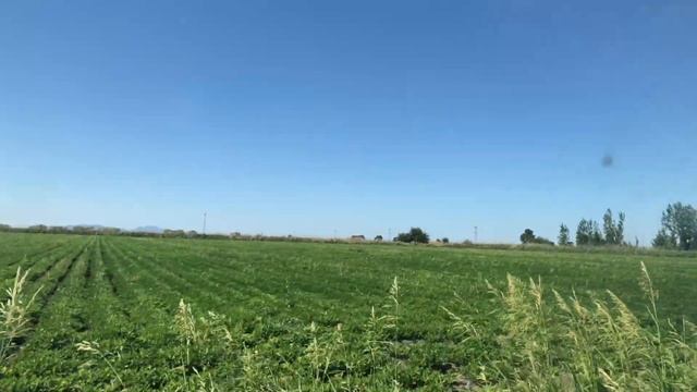 Yerfıstığı 80. Gününde Bitki Besleme Azot ve Kalsiyum Kullanımı Peanut Yerfıstığı Yetiştiriciliği смотреть онлайн