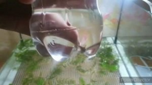 Подготовка к нересту кардиналов