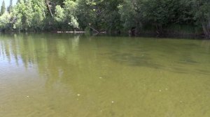 Интересный случай на рыбалке. Неожиданная  куча леща и голодные мальки.