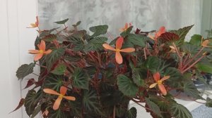 Бегония Глоуин Эмберс (Begonia Glowing Embers)