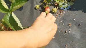 Земляника Перчинкью. Вкусный красавец!