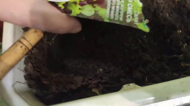 выращиваем зелень на подоконнике.