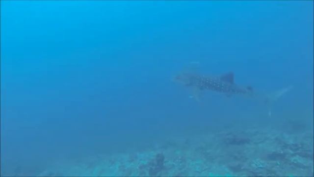 Koh Bon Manta and whale shark смотреть онлайн