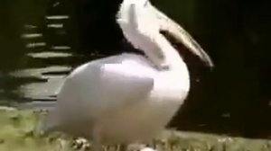 Пеликан съел голубя
