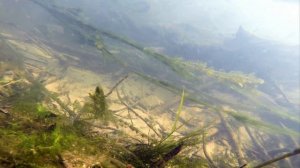 Среда обитания рыб, речная экосистема.