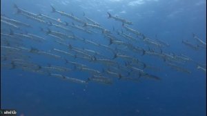 School of Barracuda's at Pamilacan Island, Bohol, Philippines.