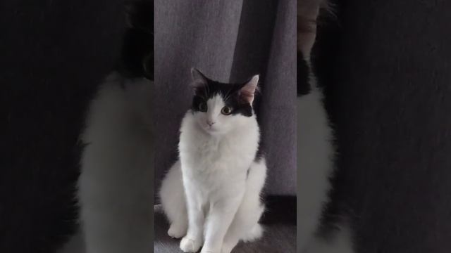 Телеграм Принцесса Бонита смотреть онлайн