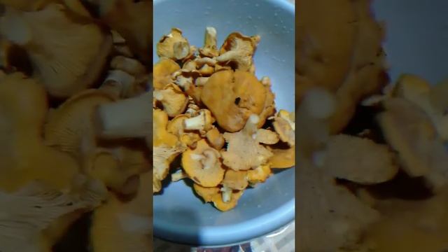 Грибной 🍄 день #shorts смотреть онлайн